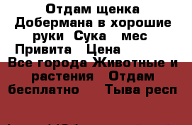 Отдам щенка Добермана в хорошие руки. Сука 5 мес. Привита › Цена ­ 5 000 - Все города Животные и растения » Отдам бесплатно   . Тыва респ.